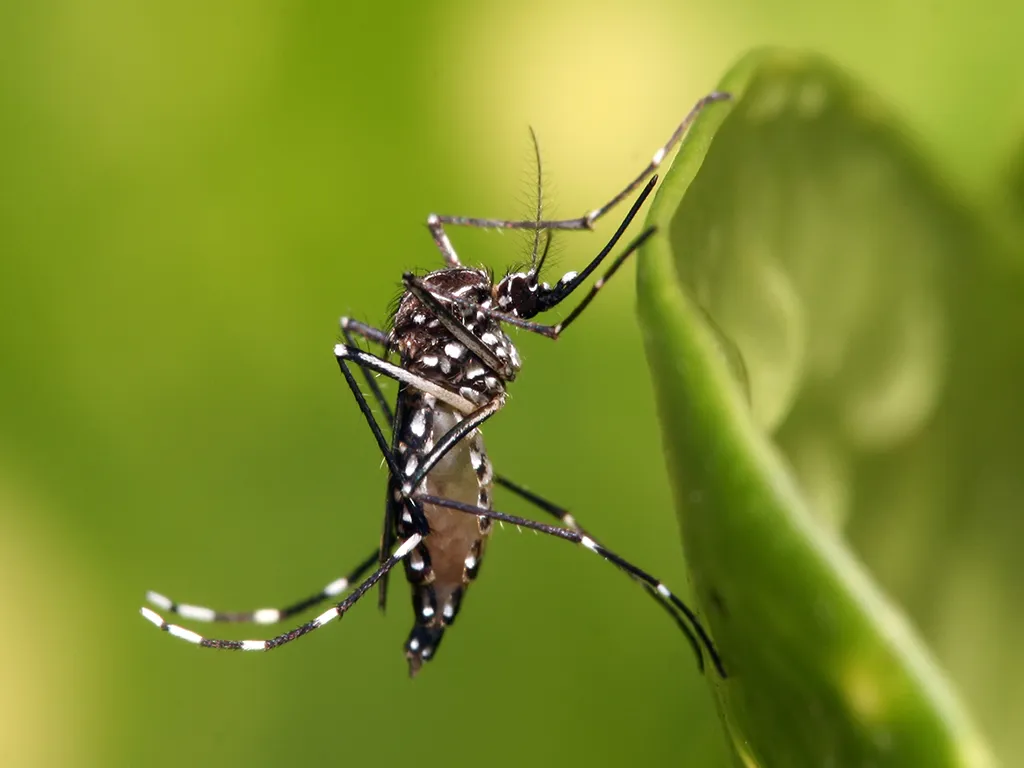 Dedetização de Mosquitos em Elias Fausto